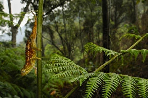 Rough Chameleon (Trioceros rudis) adult, on stem in montane rainforest habitat, Nyungwe Forest N. P. Rwanda, december
