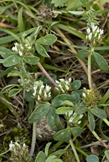 Fabaceae Prints: Rough Clover (Trifolium scabrum) flowering