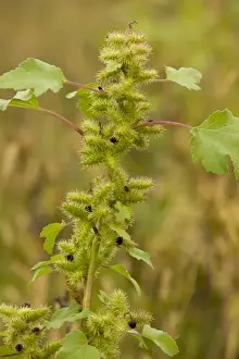 Rumania Prints: Rough Cocklebur (Xanthium strumarium) introduced weed species