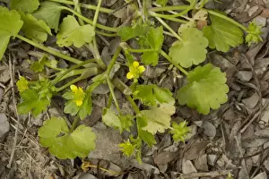 Sardinian Prints: Rough-fruited Buttercup (Ranunculus muricatus) flowering, Sardinia, Italy, April