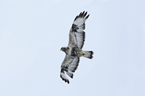 Hawk Prints: Rough-legged Buzzard (Buteo lagopus) adult, in flight, calling, Varanger, Norway, may