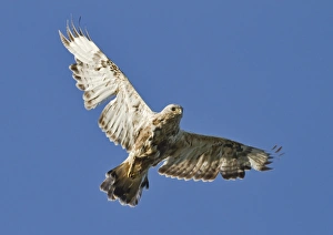 Rough-legged Buzzard (Buteo lagopus) adult female, in worn plumage and heavy moult, in flight, Finland, june