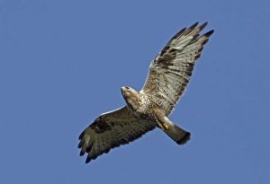 Rough-legged Buzzard (Buteo lagopus) adult male, in flight, Finland, june