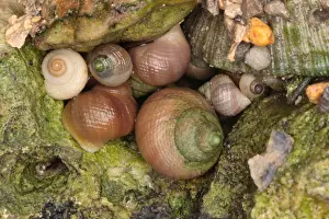 Shell Fish Prints: Rough Periwinkle (Littorina saxatilis) adults and immatures
