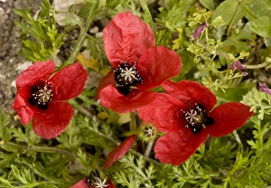 Weeds Prints: Rough Poppy (Papaver hybridum) in flower and fruit