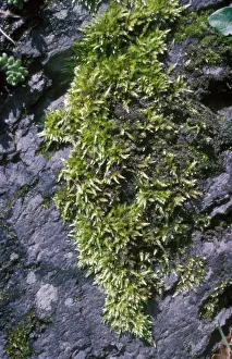 Feather Prints: Rough-stalked Feather-moss brachythecium rutabulum