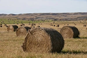 Prairie Prints: Round bales of hay on prairie, Southern Saskatchewan, Canada, october