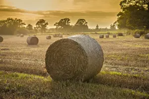 Straw Prints: Round bales of wheat straw on stubble field in evening sunlight