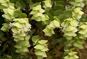 Middle East Prints: Round-leaved Oregano (Origanum rotundifolium) flowering
