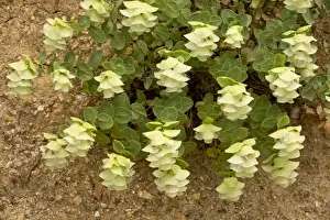 : Round-leaved Oregano (Origanum rotundifolium) flowering