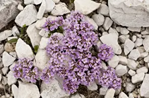 Dolomite Prints: Round-leaved Penny-cress (Thlaspi rotundifolium) flowering
