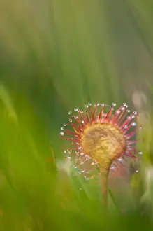 Round-leaved Sundew (Drosera rotundifolia) leaf with glandular hairs and sticky mucilage, growing on lowland heathland
