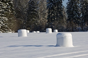Silage Prints: Round silage bales in field, covered in snow, Sweden, winter