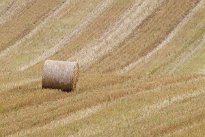 Straw Prints: Round straw bale in stubble field, Berwickshire, Scottish Borders, Scotland, October