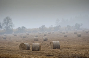Shower Prints: Round straw bales in stubble field during rainy and misty day