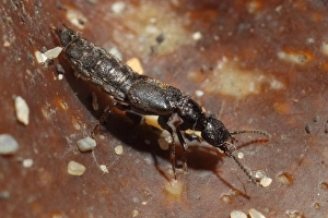 Strandlines Prints: Rove Beetle (Cafius xantholoma) adult