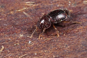 Staphylinidae Prints: Rove Beetle (Olophrum piceum) adult, on bark, Powys, Wales, February