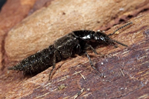 Staphylinidae Prints: Rove Beetle (Philonthus decorus) adult, on bark, Powys, Wales, February