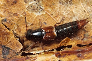 Muck Prints: Rove Beetle (Quedius cruentus) adult, on farm muck heap, Powys, Wales, January