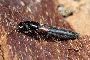 Staphylinidae Prints: Rove Beetle (Quedius cruentus) adult, on bark, Powys, Wales, February