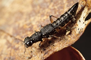 Muck Prints: Rove Beetle (Stenus cicindeloides) adult, on farm muck heap, Powys, Wales, January