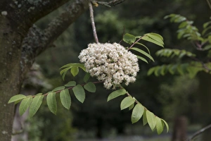 Rowan or Mountain Ash leaf and flower