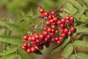 Rosaceae Prints: Rowan (Sorbus aucuparia) close-up of berries, Lapland, North Norway, September