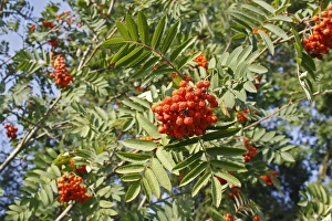 Rosaceae Prints: Rowan (Sorbus aucuparia) close-up of berries and leaves