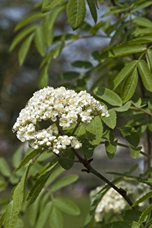 Blossom Prints: Rowan (Sorbus aucuparia) close-up of flowers, Holworth, Dorset, England, april