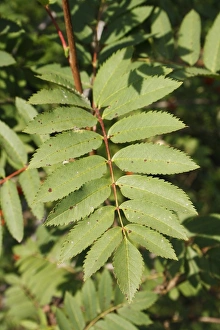 Rosaceae Prints: Rowan (Sorbus aucuparia) close-up of leaves