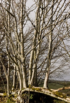 Laying Prints: Rowan (Sorbus aucuparia) habit