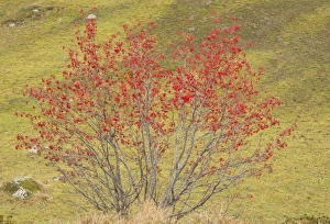 Rowan (Sorbus aucuparia) habit, in fruit, Swiss Alps, Switzerland, October