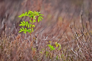 Rowan (Sorbus aucuparia) sapling, emerging from amongst burnt remains of heather, Porlock Hill, Exmoor, Somerset