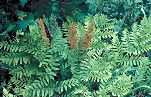 Fern Prints: Royal Fern (Osmunda regalis) Sporangia which have split & scattered