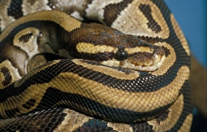 Royal Python (Python reglus)