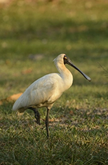 Non Breeding Prints: Royal Spoonbill (Platalea regia) adult