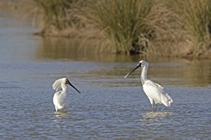 Non Breeding Prints: Royal Spoonbill (Platalea regia) two adults