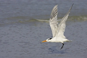 Non Breeding Prints: Royal Tern (Sterna maxima) adult