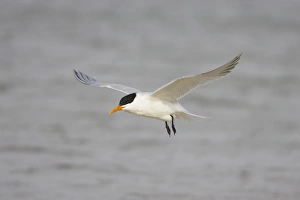 Terns Prints: Royal Tern (Sterna maxima) adult