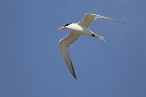 Royal Tern (Sterna maxima) adult, breeding plumage, in flight, at coast, Texas, U. S. A. april
