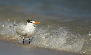 Royal Tern (Sterna maxima) adult, non-breeding plumage, standing in breaking surf on beach, Fort Lauderdale, Florida