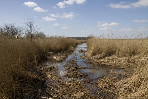 Dyke Prints: RSPB Minsmere has the third largest area of reed beds in the UK