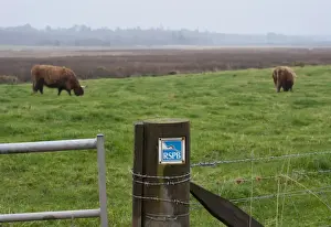 Gates Prints: RSPB sign on gatepost, with Highland Cattle grazing on pasture in background