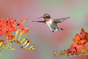 Animals USA Prints: Ruby-throated Hummingbird (Archilochus colubris) adult male