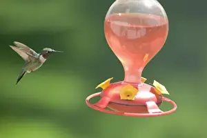 Feeder Prints: Ruby-throated Hummingbird (Archilochus colubris) adult male