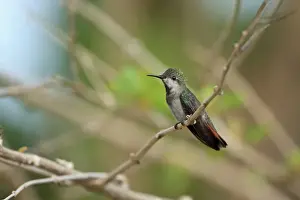 Ruby-topaz Hummingbird (Chrysolampis mosquitus) adult female, perched on twig, Trinidad, Trinidad and Tobago, March