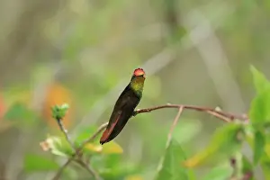 Ruby-topaz Hummingbird (Chrysolampis mosquitus) adult male, perched on twig, Trinidad and Tobago, March