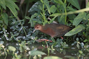Waterbirds Prints: Ruddy-breasted Crake (Porzana fusca) adult