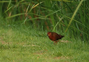 Ruddy-breasted Crake (Porzana fusca) adult, walking on short grass at edge of marsh, Thailand, february