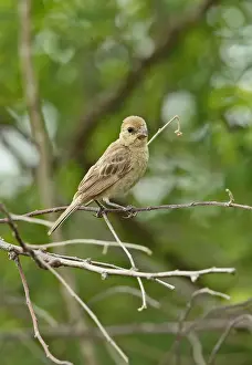 Tanagers Prints: Ruddy-breasted Seedeater (Sporophila minuta centralis) adult female
